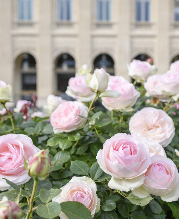 Paris Roses at the Palais Royal