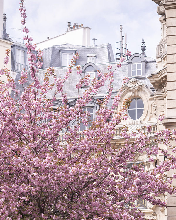 Ode to Cherry Blossoms in Paris