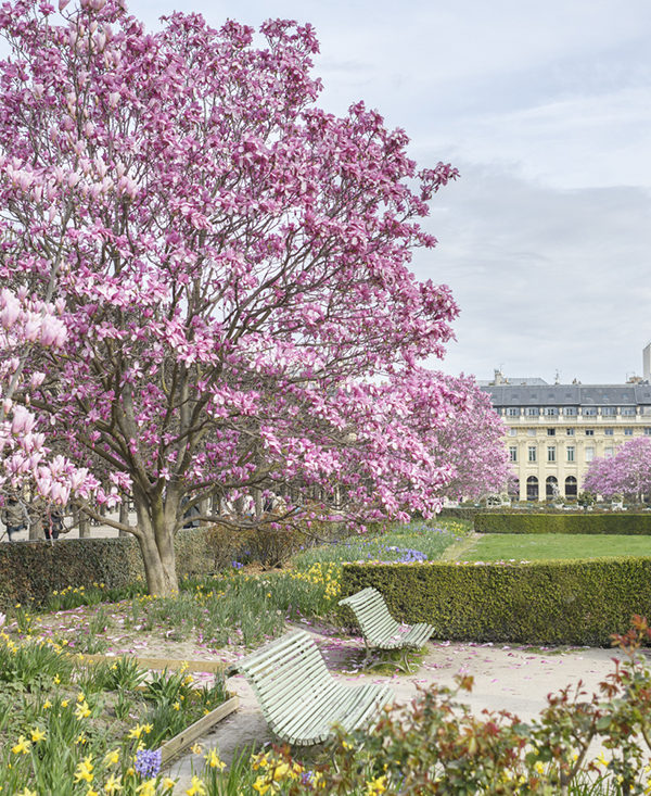 Magnolias at the Palais Royal
