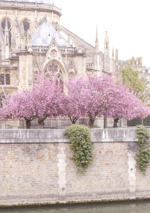 Cherry Blossoms at Notre Dame Cathedral