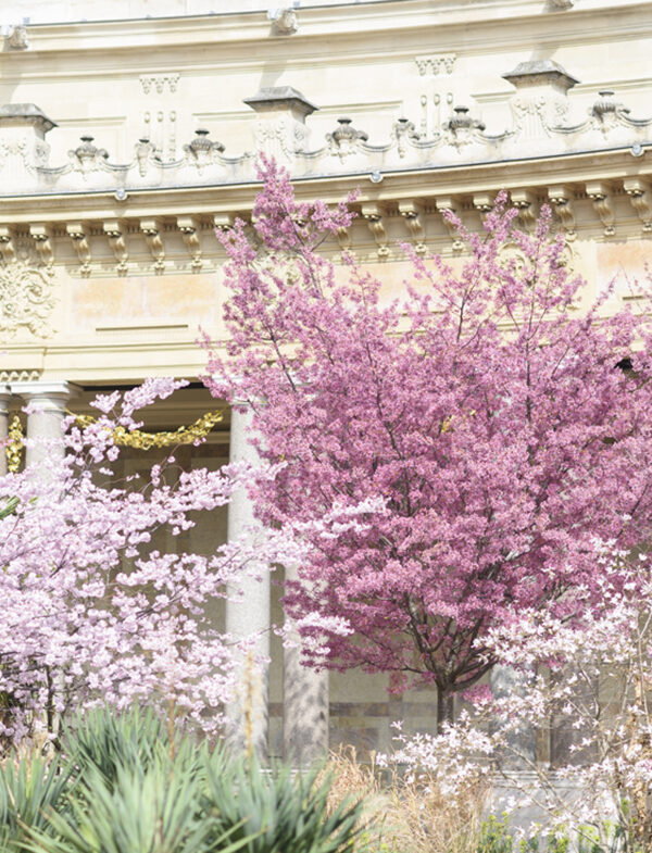 Cherry Blossoms at the Petit Palais