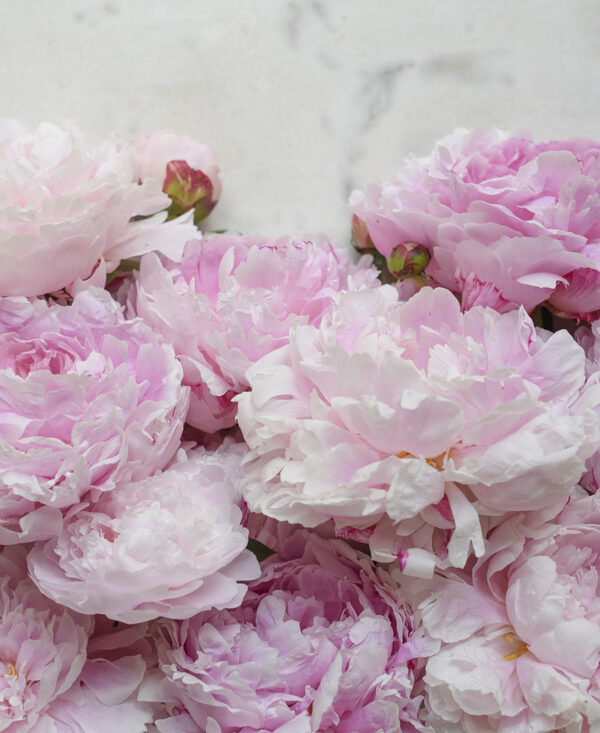 It’s Peony Season!