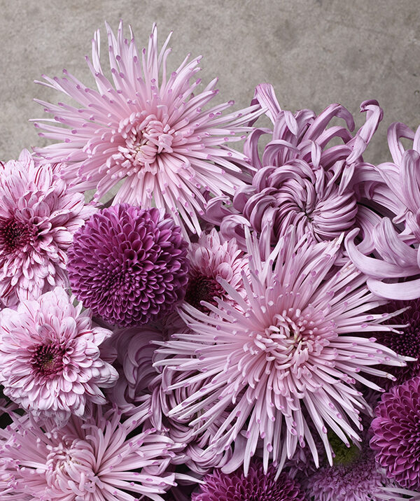New Book Release – Chrysanthemums!