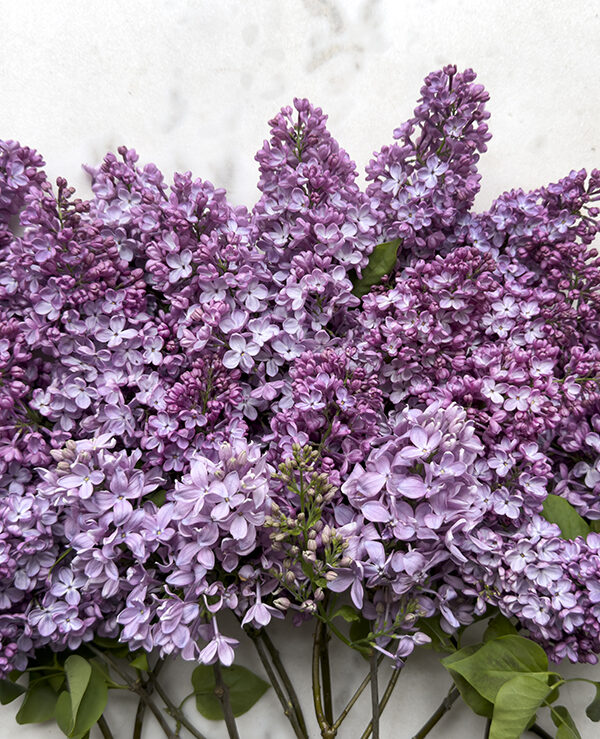 Beautiful Blooms Behind the Scenes